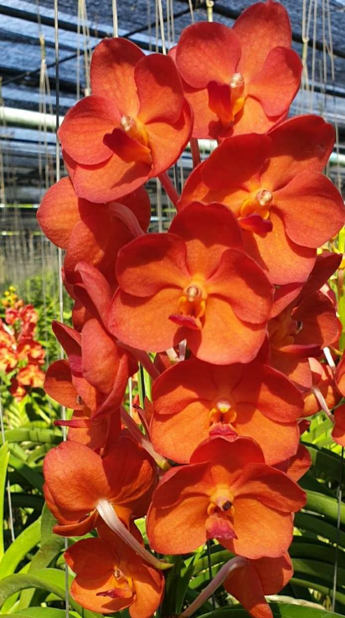 Vandachostylis Chang Hwee Nee (TD-13) — Motes Orchids